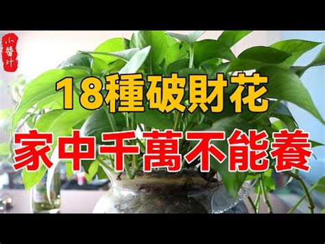 八房九重葛風水|【八房九重葛風水】八房九重葛毀運勢！植物風水禁忌。